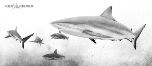 Few Reefies hanging around on a rough and stirred up day ... by Ken Kiefer 